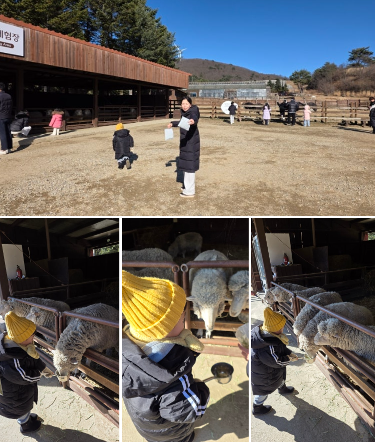 5세 아이와 함께한 대관령 삼양라운드힐