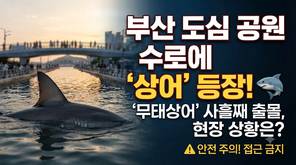 부산 도심 공원 수로에 무태상어 등장