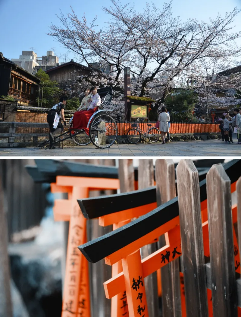 벚꽃 보러 가기 일본 - 6