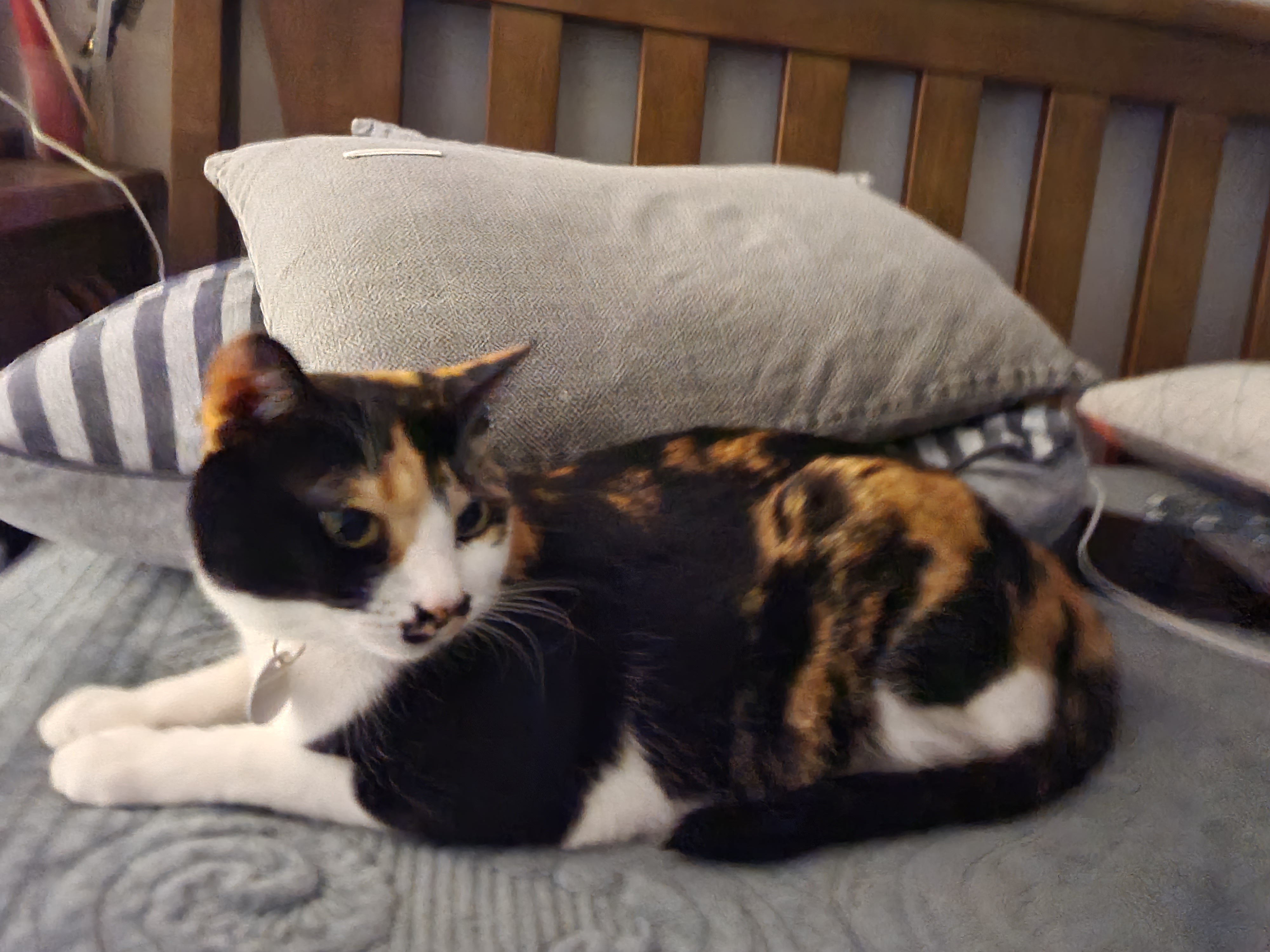 예술적감각이 뛰어난 고양이 올블랙 건이와 코트 무늬가 뛰어난 고양이 카오스 사랑이.