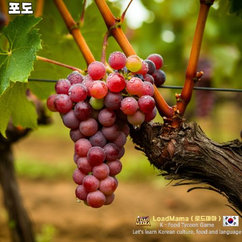 포도와 포도 나무