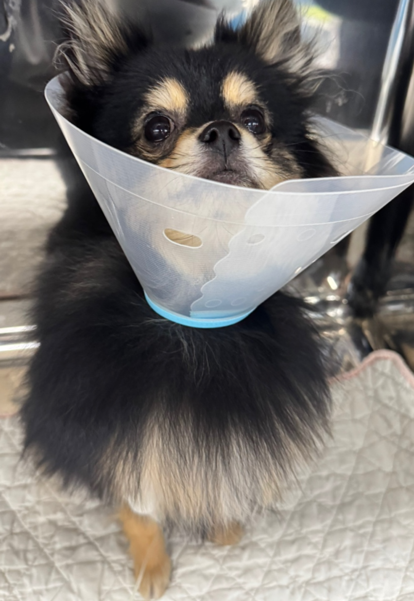 중성화 수술 후 달콩