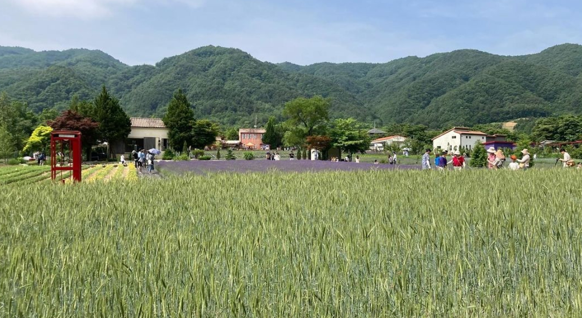 하늬팜 라벤더축제 개화상황