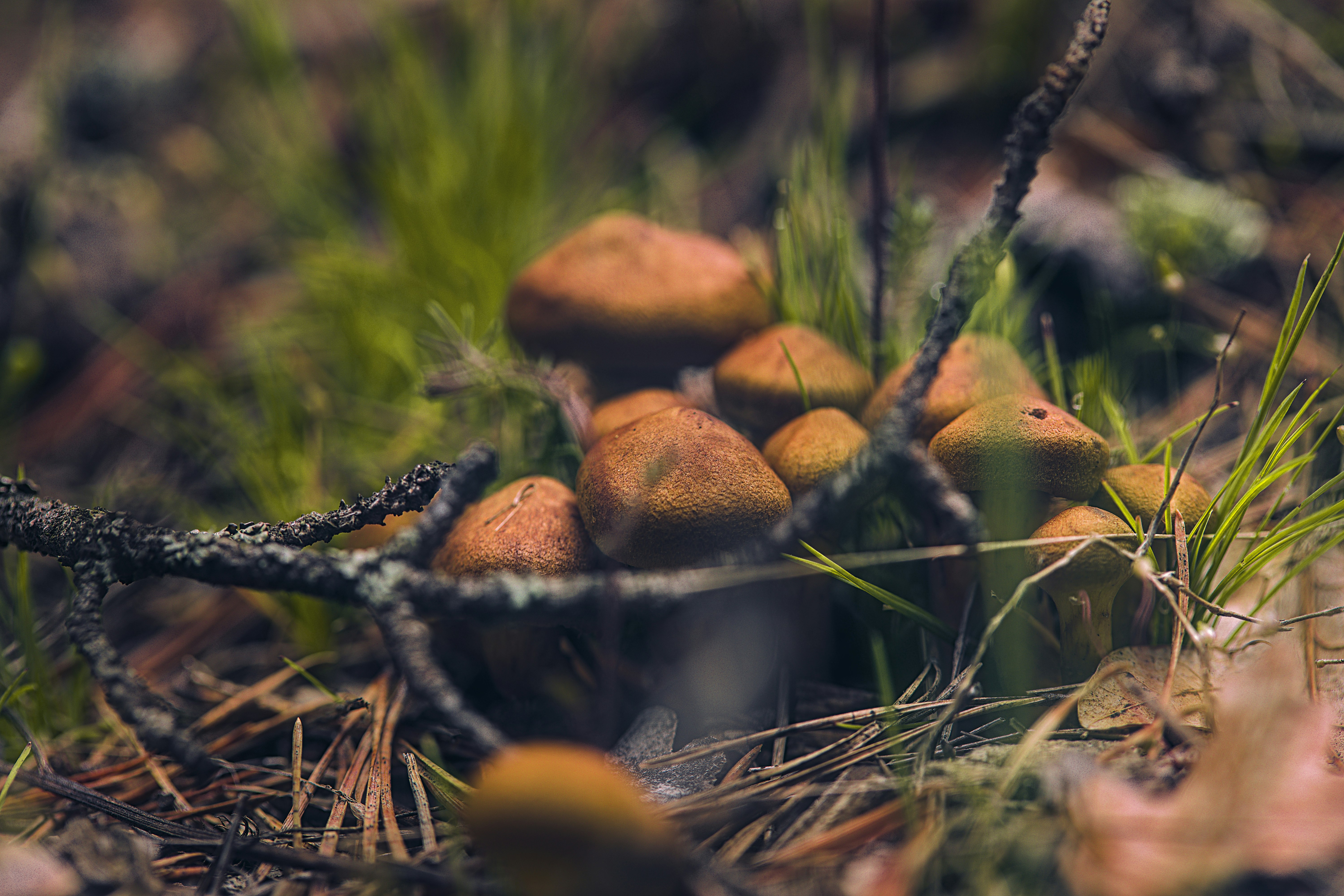 가을 산속 버섯 채취 관련 사진