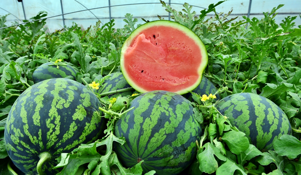 고령우곡그린복합영농조합법인 수박 직판장 개장