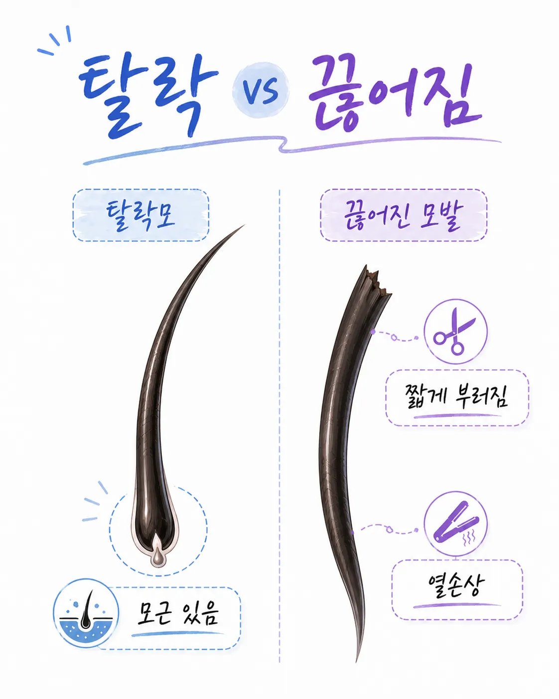 탈락모와 끊어진 모발 비교