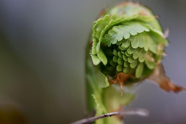 고사리 실내 정원 세대 간 갈등을 완화하는 녹색 소통 공간
고사리 실내 정원