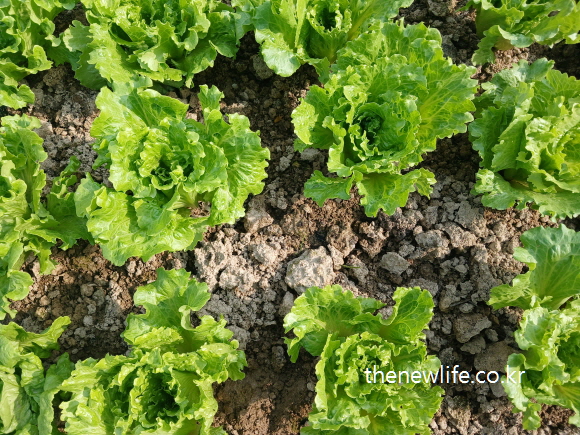 Cheongchima lettuce growing in neat rows on dry soil, with frilled and light green leaves-곱슬거리는 연녹색 잎의 청치마 상추가 건조한 밭에 줄지어 자라고 있는 모습

캡션: