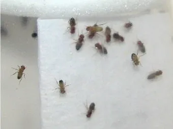 초파리 없애는 방법 효과 만점 초파리 트랩 만들기_21