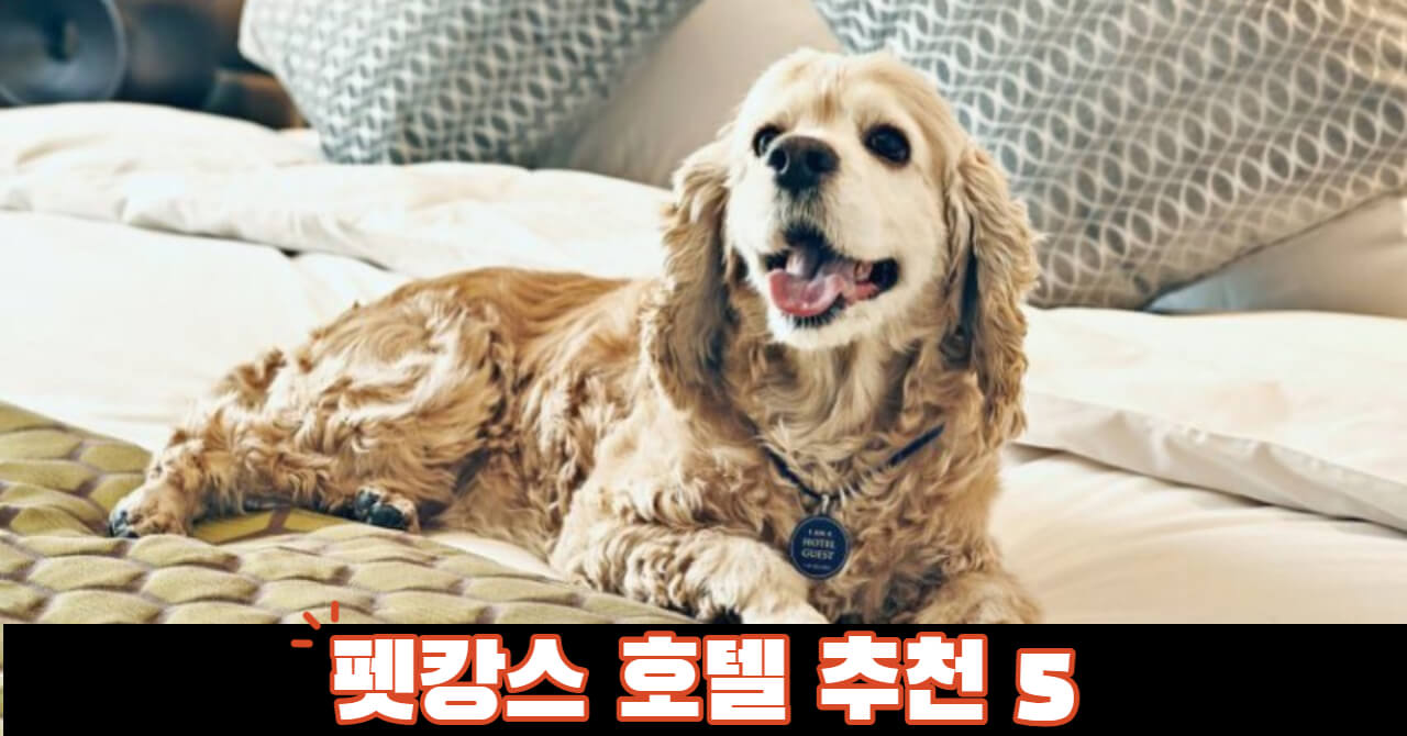 펫캉스 호텔 추천 5 : 반려동물과 함께 하는 휴가