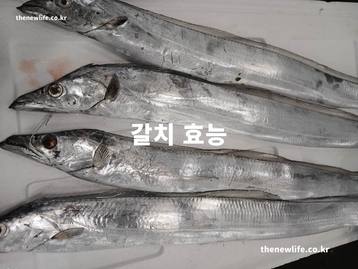 갈치 효능 대표 실사진