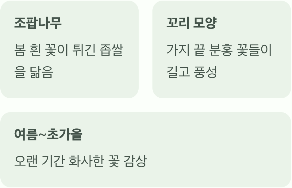 여우 꼬리를 닮은 분홍빛 꽃송이