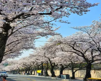 경주벚꽃축제_6