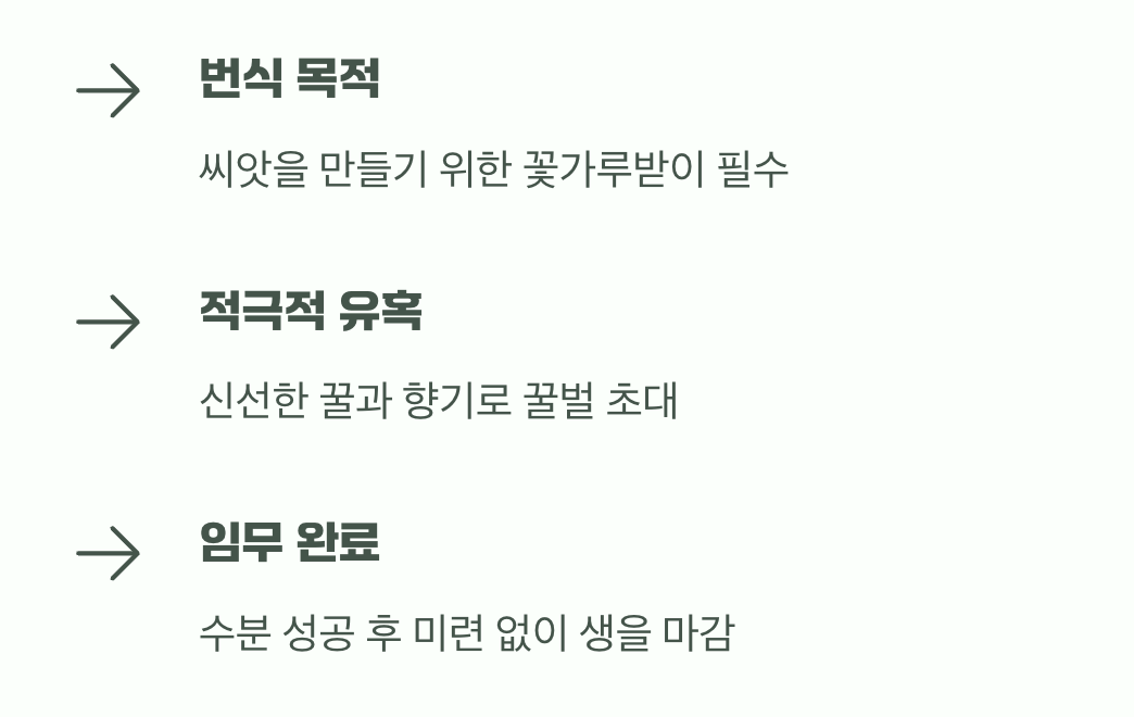 꿀벌을 향한 간절한 유혹