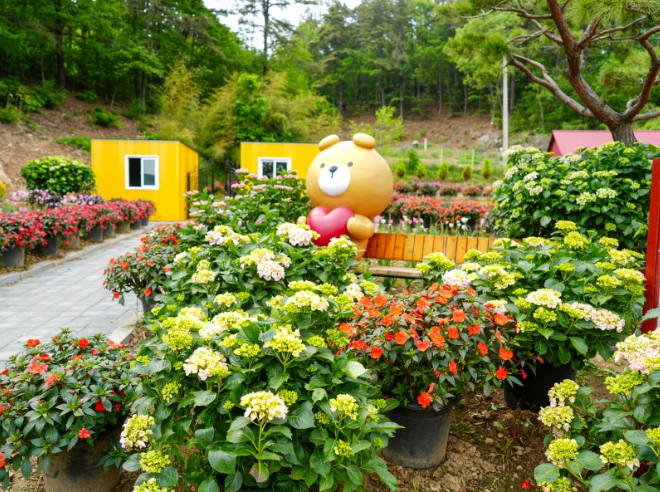 율봄식물원 수국 개화 시작! 광주 근교 수국 명소 완전 정복(개화시기, 입장료, 주차, 포토존 등)