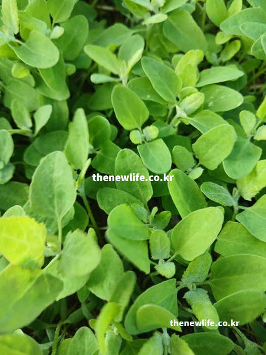 명아주 나물 효능 조리 과정 쓴맛 독성