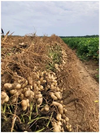 땅콩 재배 개화 후 흙 덮기 배수로 확보 칼슘 보충_5