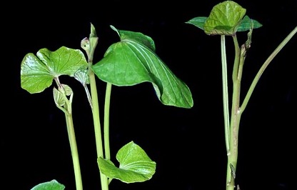 고구마 수확시기 및 고구마 효능