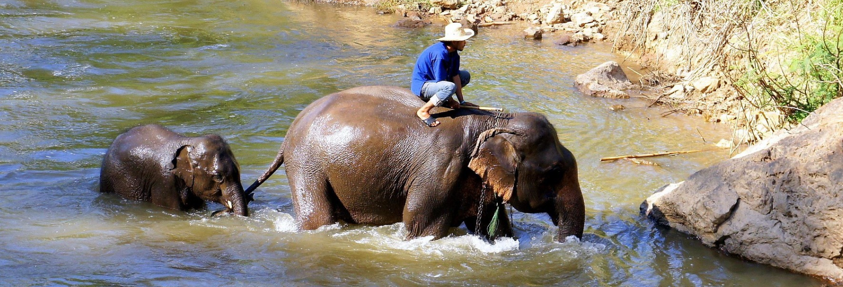 치앙마이 코끼리