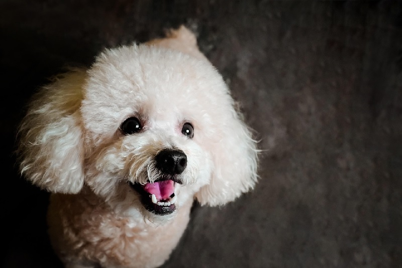 애완용 소형강아지 종류(이름)&amp;#44; 성격까지 알고 키우면 더 행복해요 (무료분양 방법 포함)