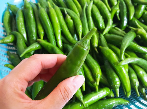 고추장아찌 담그는법&amp;#44; 1년동안 무르지 않게 담그는 비법
