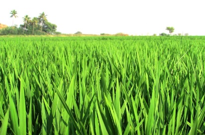 영농 경력 5년 쉽게 하는 법: 농지연금