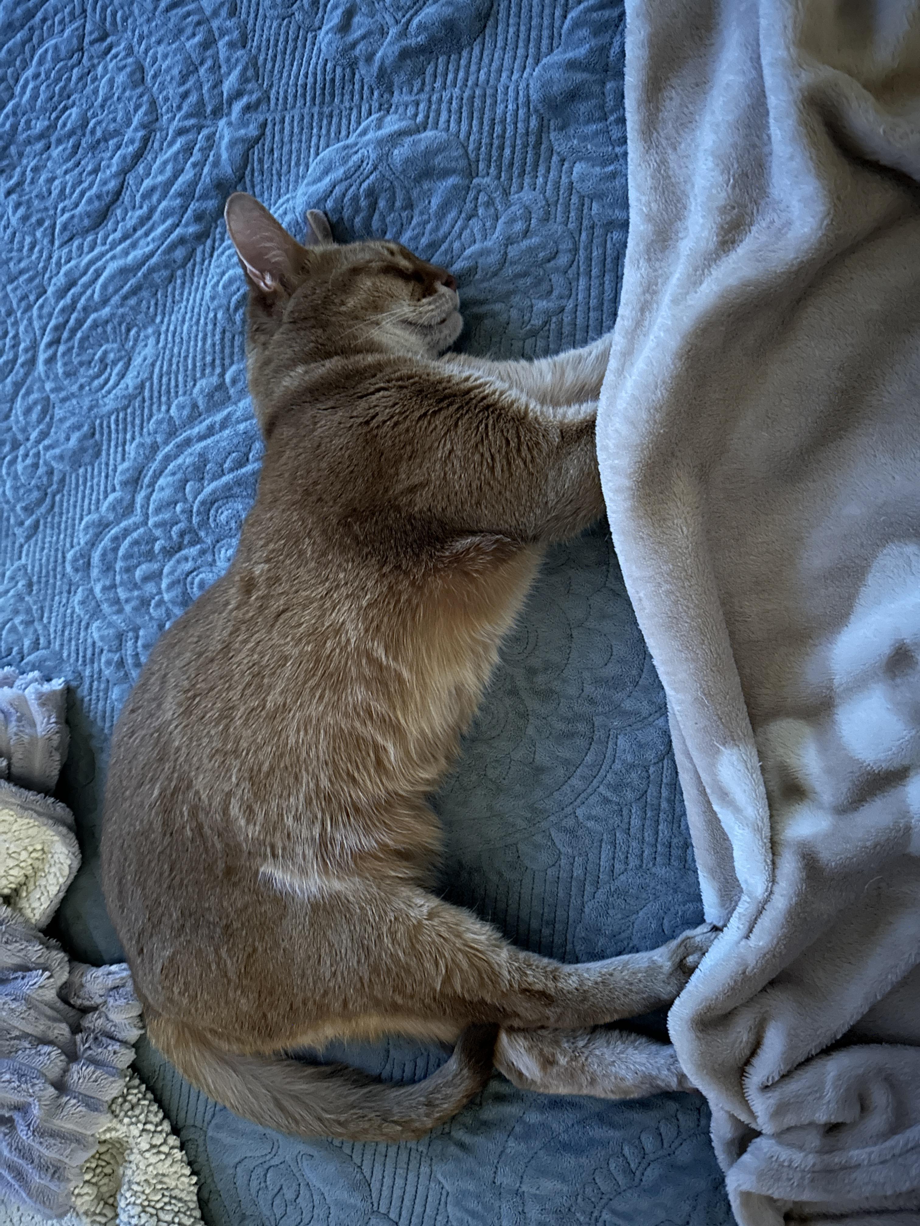 고양이 앞발 찜질은 전염되는 것인가! (feat. 다다, 루나)