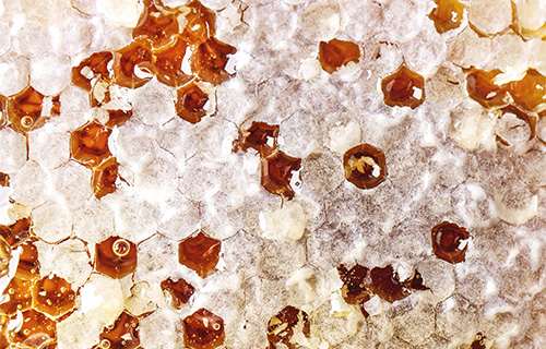 프로폴리스효능