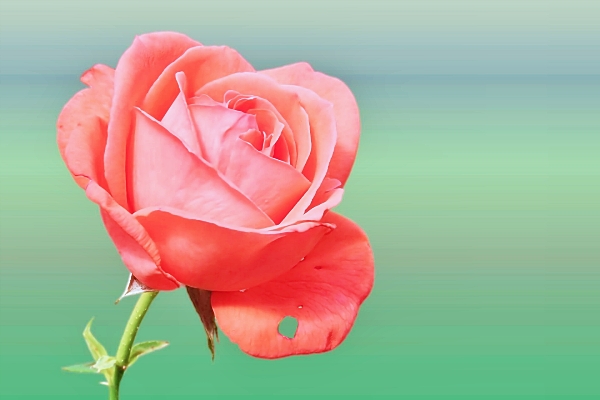 생리하는 꿈