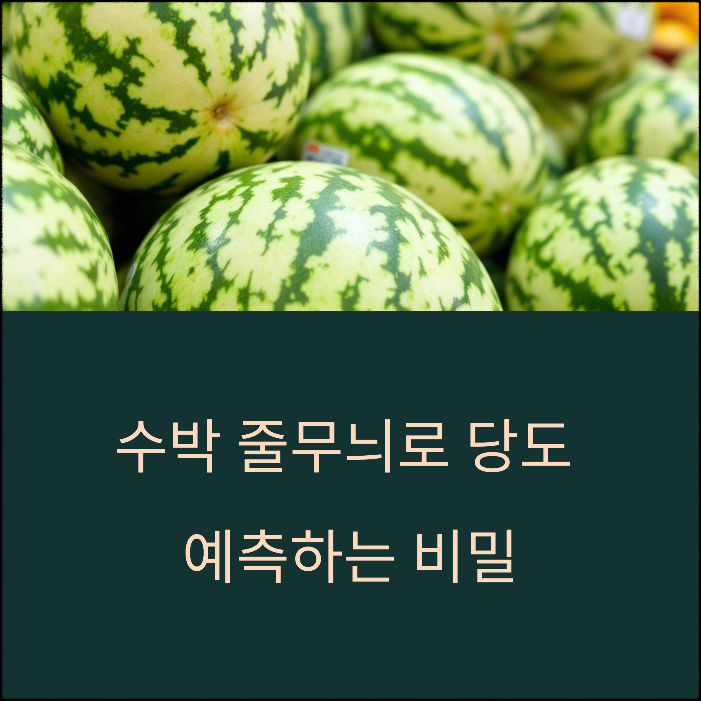 마트에서 당도 높은 수박 고르는 비밀, 줄무늬만 보면 됩니다