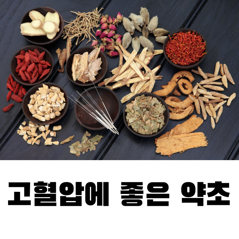 고혈압에 좋은 약초