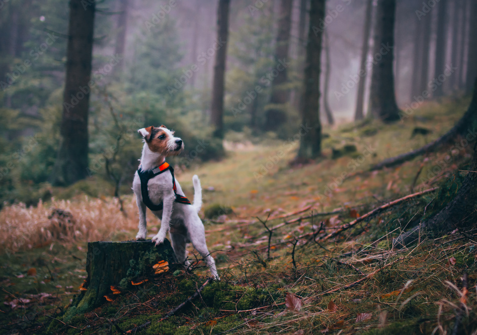 강아지 진드기 풀