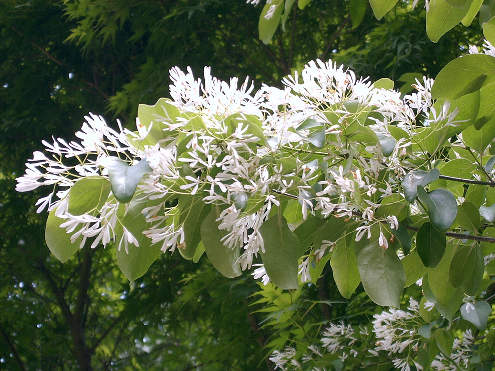 6월, 안산자락길(AnsanJarakgil) 하얀꽃들