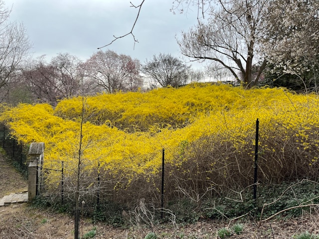 🌼 2026년 최신 용인 개나리 현황 🌼 용인 개나리 실시간 개화시기 및 만개 현황! 용인 개나리 및 용인 개나리 숨은 명소와 축제 모음 총정리 🌼실시간 정보 업데이트