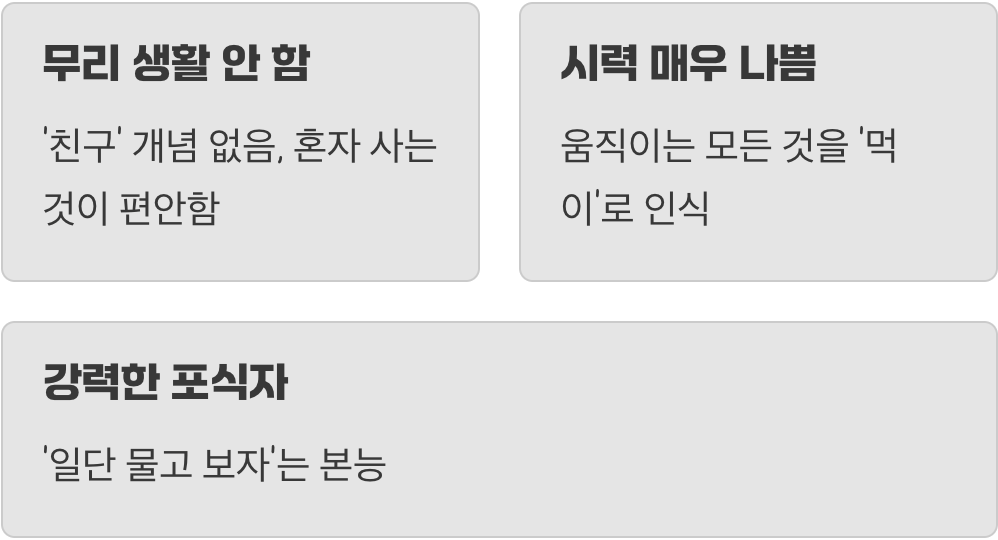 단독 사육, 외로움이 아닌 평화입니다