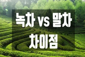 말차와 녹차의 차이점 효능 맛 비교 총정리_12