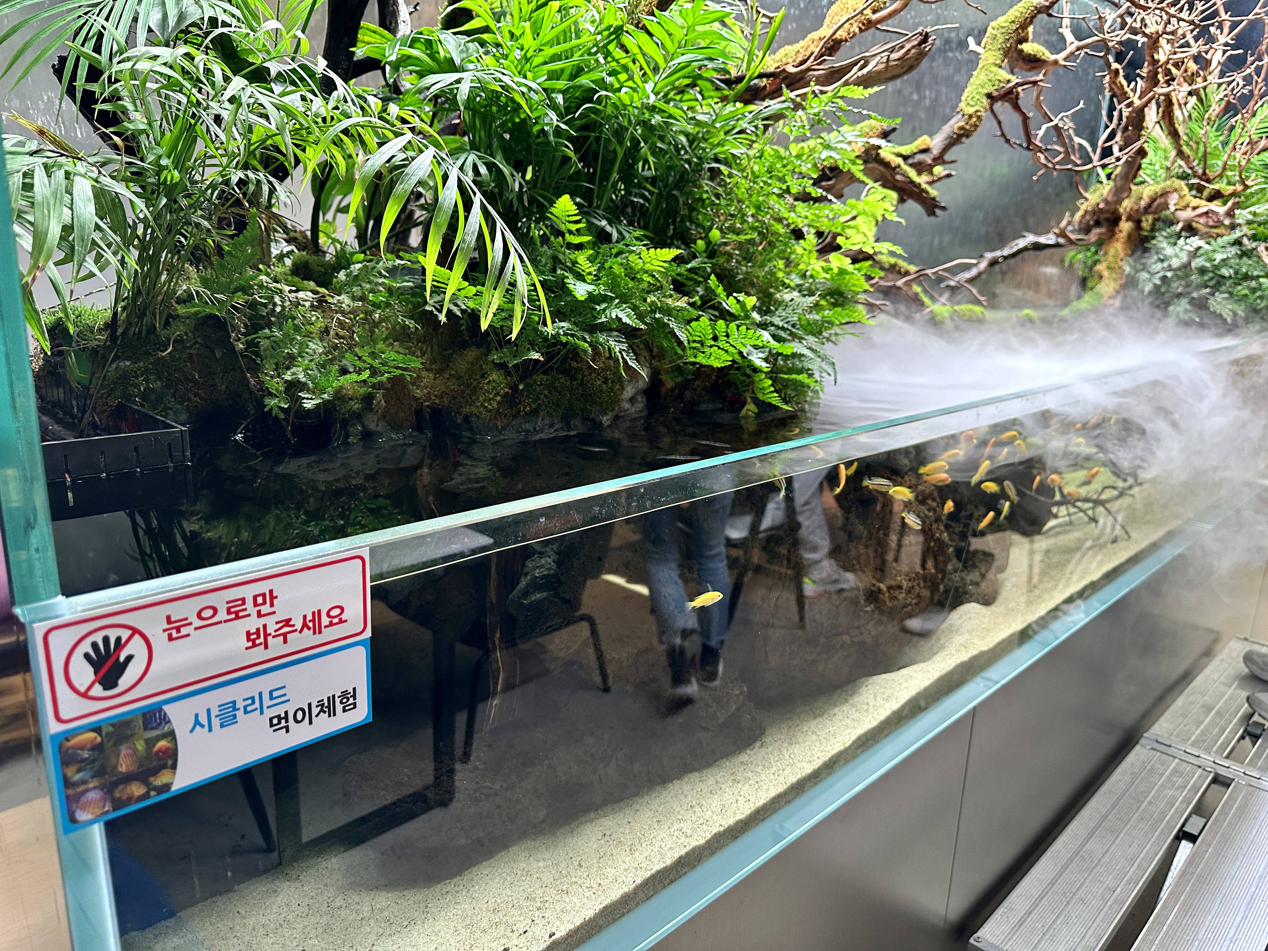 춘천 카페리움 시클리드 먹이체험