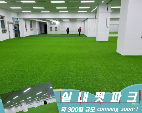 용인 반려견 산책 어디가 좋을까? 겨울에도 걷기 좋은 명소 추천