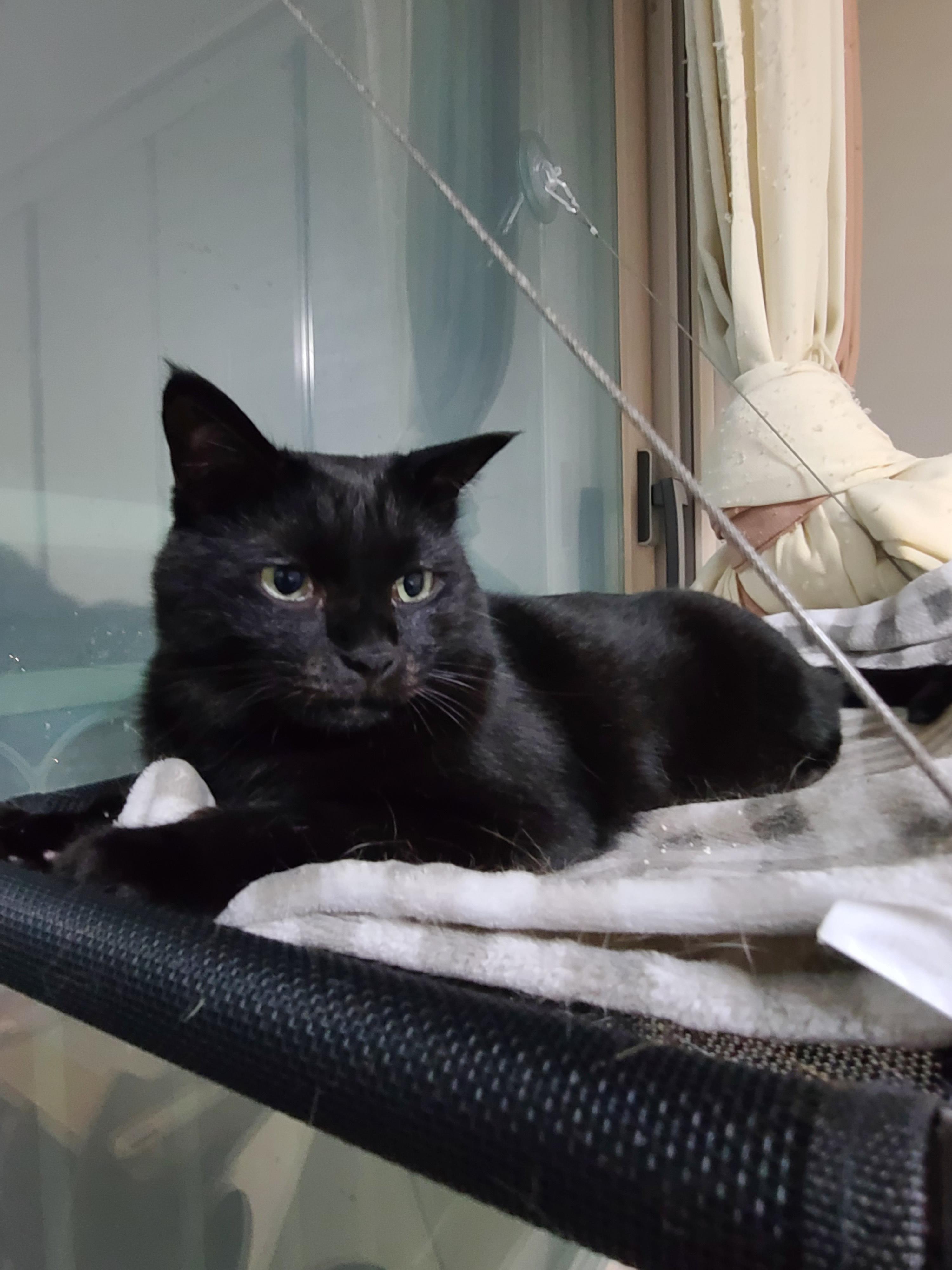 집사의 포커페이스의 중요성(feat. 창밖보는 멋쟁이 건이)