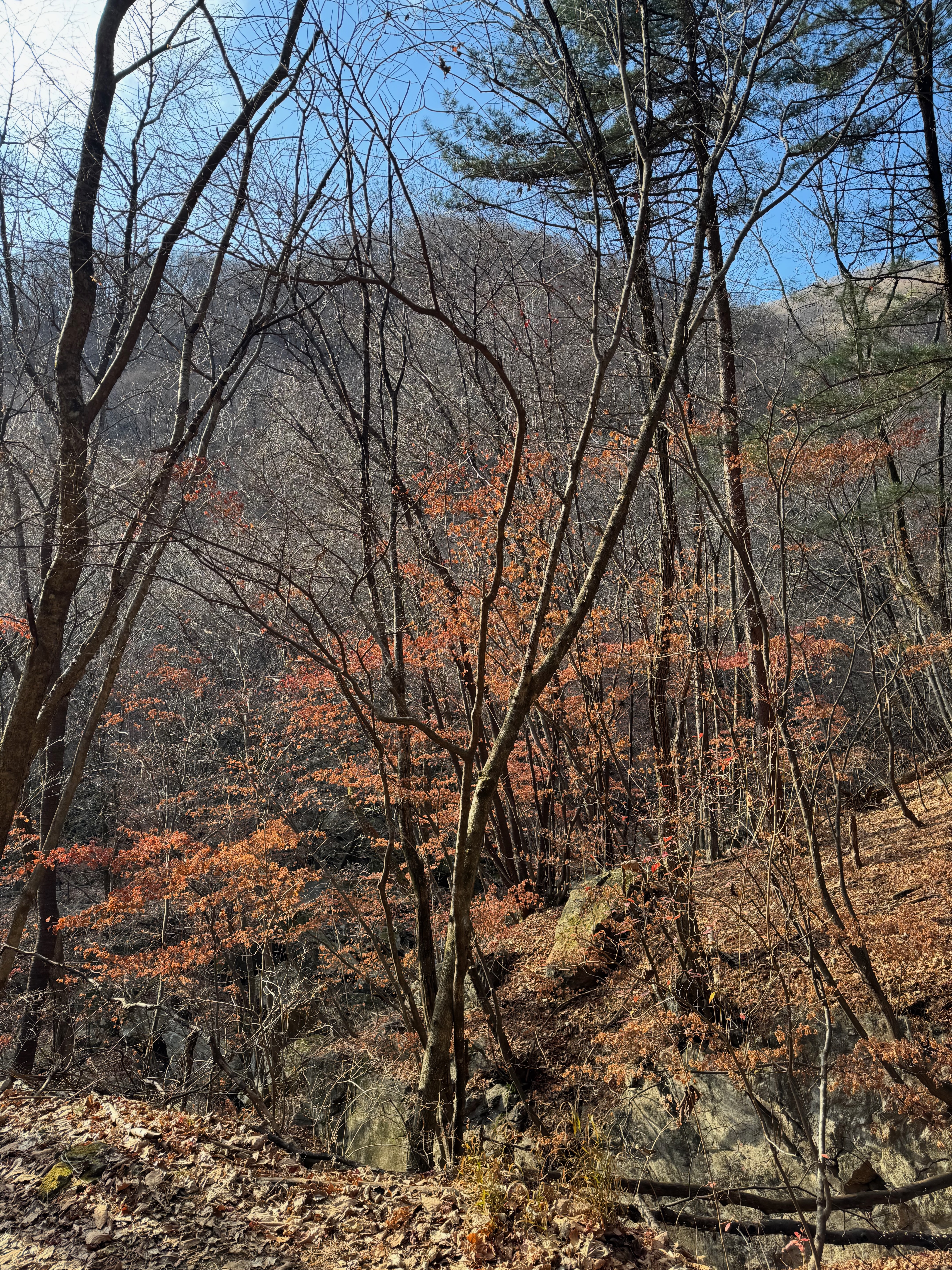 명지산 늦가을 단풍