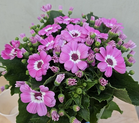 봄꽃 시네라리아