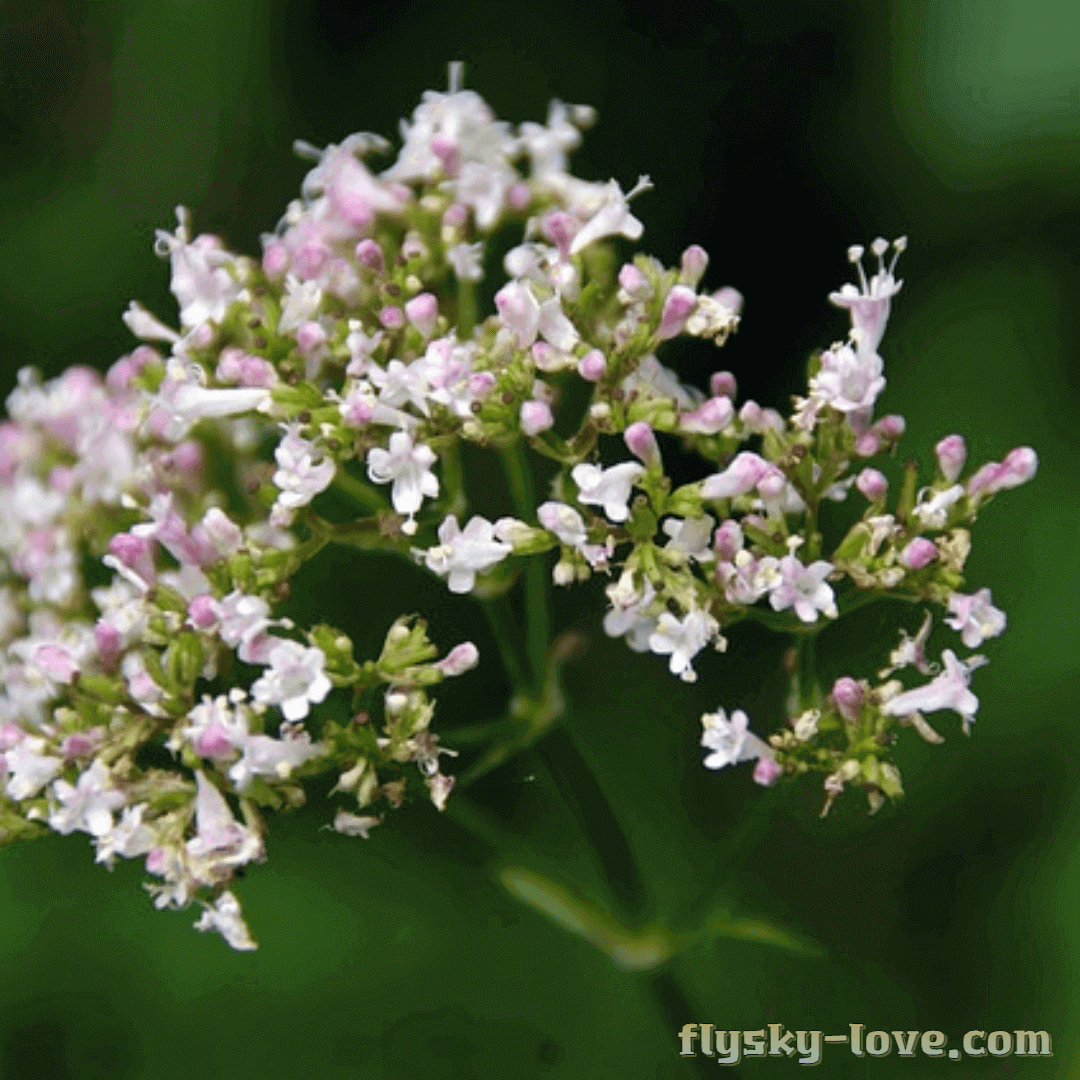 발레리안 먹는 방법