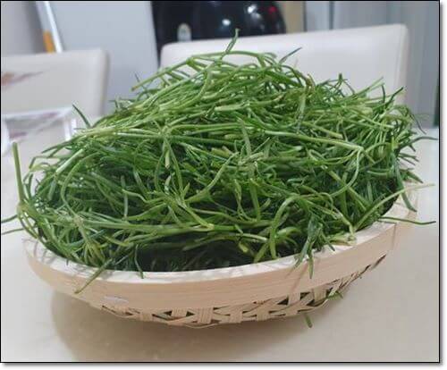 세발나물