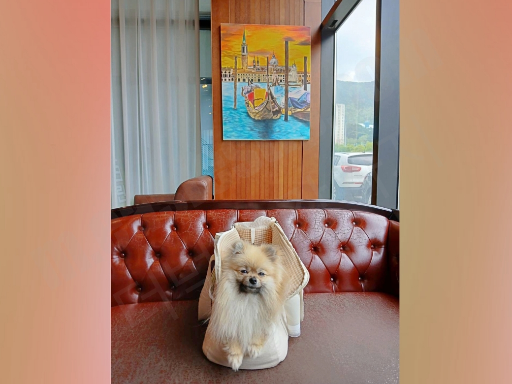 애견동반 카페에서 반려인과 함께 있는 강아지