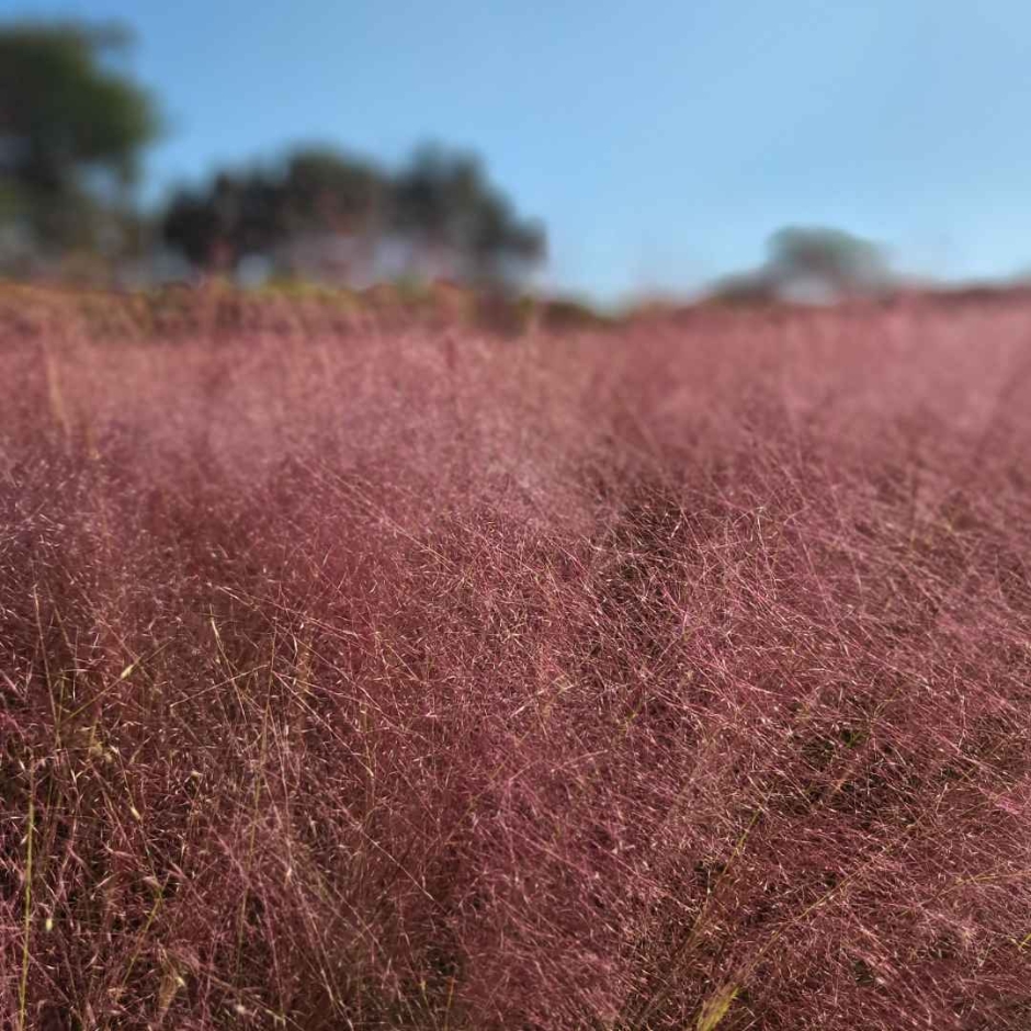 10월 지역 축제 핑크뮬리