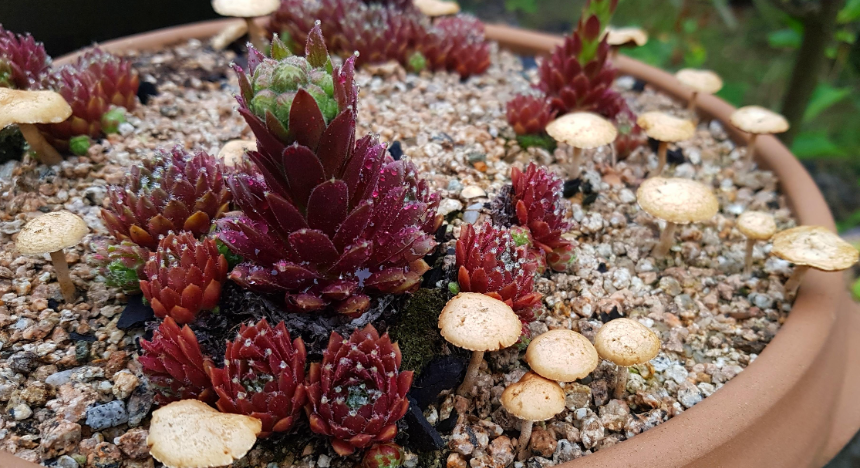 특색 있고 아름다운 민간 정원 30선 추천 여행 - 17. 아산 이화재