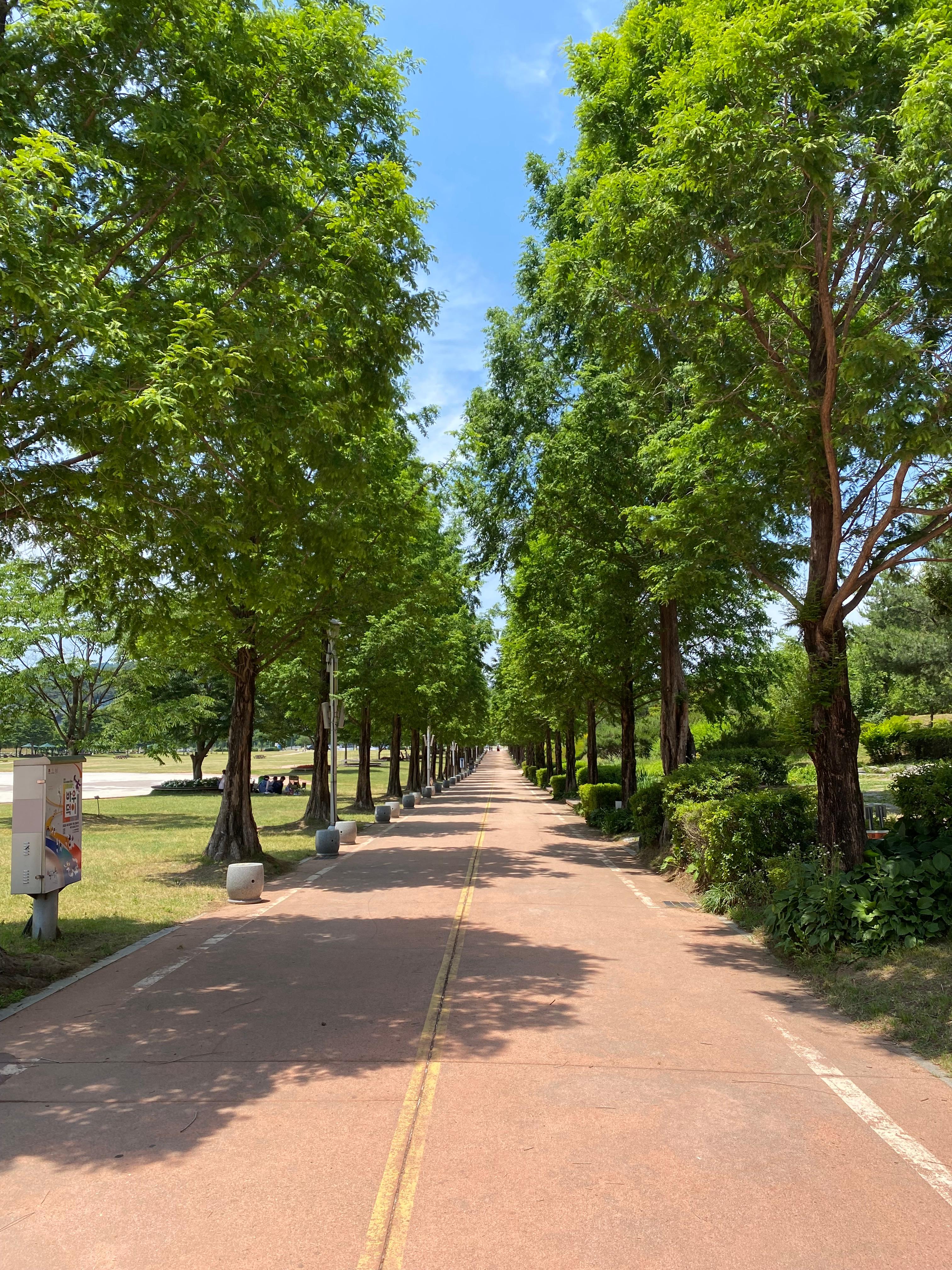 안성맞춤랜드 나무 가로수길