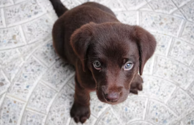 반려동물 미용실 창업에 대하여 알아보기