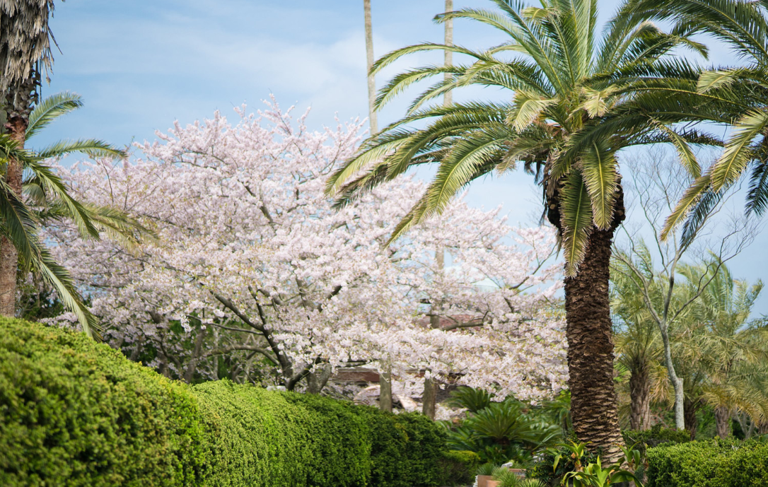 제주 한림공원벚꽃축제