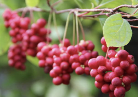 오미자 효능 부작용 먹는법 오미자차 만드는 방법 오미자청 총정리